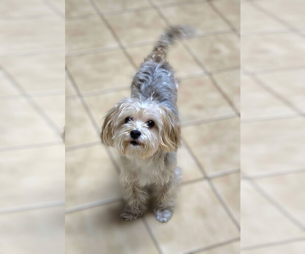 Medium Photo #1 Poodle (Miniature)-Unknown Mix Puppy For Sale in Modesto, CA, USA