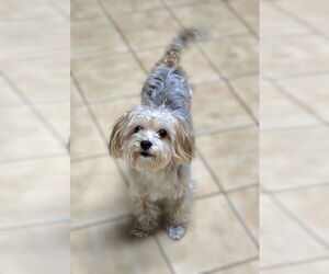 Poodle (Miniature)-Unknown Mix Dogs for adoption in Modesto, CA, USA