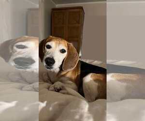 Beagle Dogs for adoption in Greenville, SC, USA