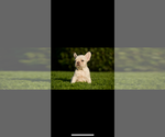 Small #2 French Bulldog