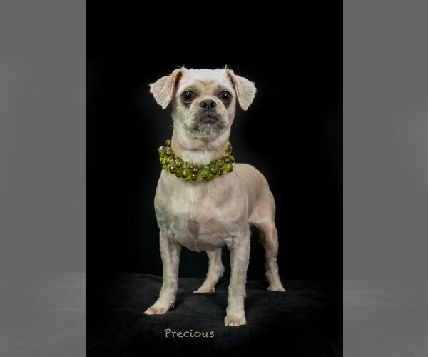 Medium Photo #3 Shih Tzu Puppy For Sale in Hot Springs Village, AR, USA