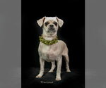 Small #2 Shih Tzu