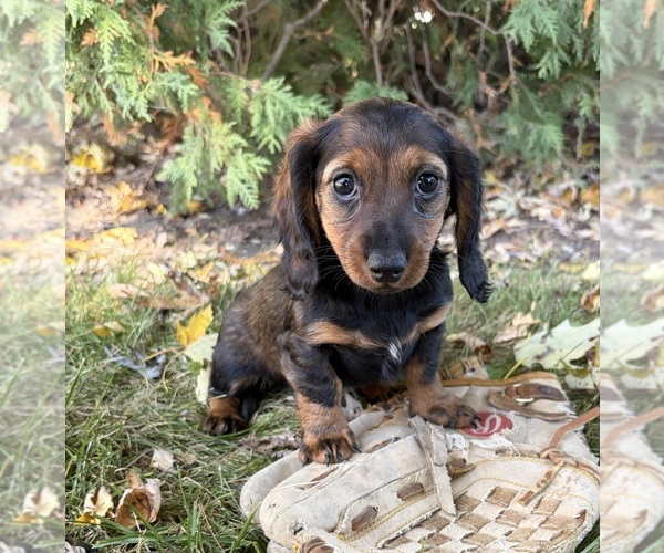 Medium Photo #1 Dachshund Puppy For Sale in MIDDLEBURY, IN, USA