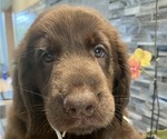 Small #11 Flat Coated Retriever