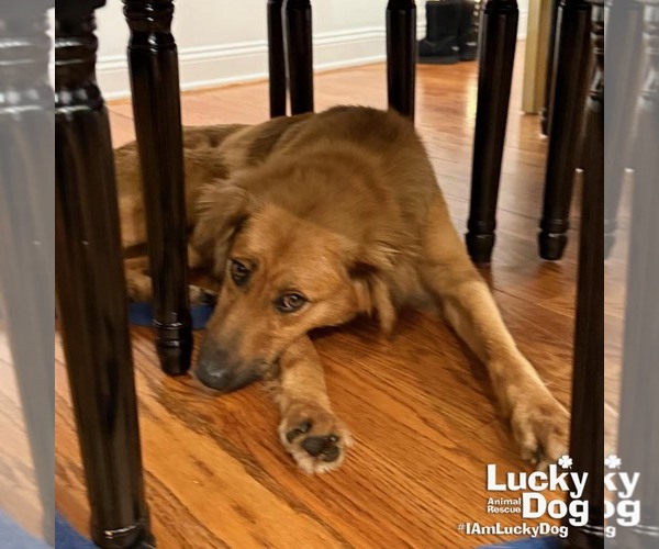 Medium Photo #7 Retriever -Unknown Mix Puppy For Sale in Washington, DC, USA