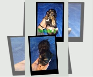 Cock-A-Tzu Puppy for sale in WOBURN, MA, USA