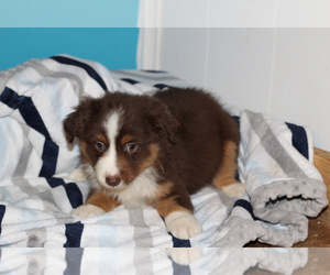 Miniature Australian Shepherd Puppy for sale in KOPPERL, TX, USA