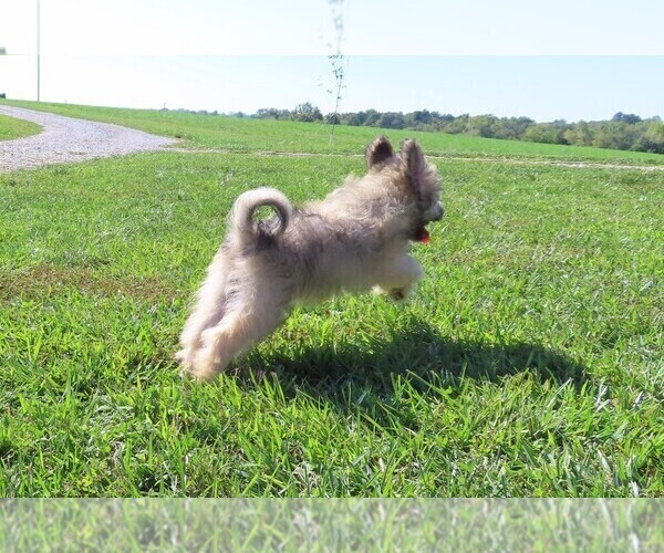 Medium Photo #8 Pookimo Puppy For Sale in MEMPHIS, MO, USA