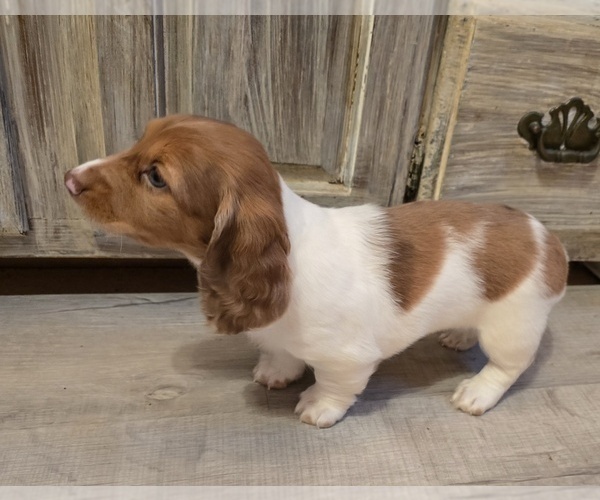 Medium Photo #13 Dachshund Puppy For Sale in NEOSHO, MO, USA