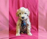 Small Photo #6 Goldendoodle-Poodle (Miniature) Mix Puppy For Sale in NEW PROVIDENCE, PA, USA