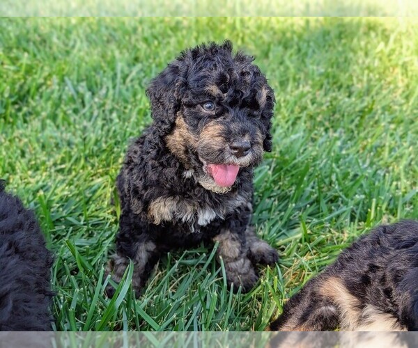 Medium Photo #2 Miniature Bernedoodle Puppy For Sale in SACRAMENTO, CA, USA
