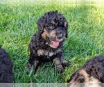 Small #1 Miniature Bernedoodle