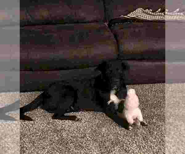 Medium Photo #5 Labrador Retriever-Unknown Mix Puppy For Sale in BENBROOK, TX, USA