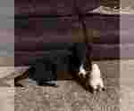 Small Photo #5 Labrador Retriever-Unknown Mix Puppy For Sale in BENBROOK, TX, USA