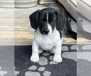 Beagle-Border Collie Mix Dogs for adoption in Croydon, NH, USA