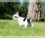 Small Photo #3 French Bulldog Puppy For Sale in NEW SMYRNA, FL, USA