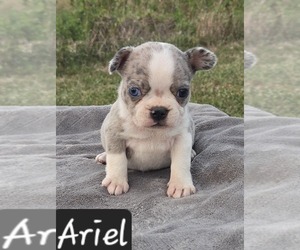 Faux Frenchbo Bulldog Puppy for Sale in POMEROY, Ohio USA