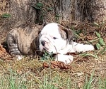 Small Photo #4 Bulldog Puppy For Sale in GREEN FOREST, AR, USA