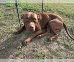 Small #1 American Pit Bull Terrier Mix
