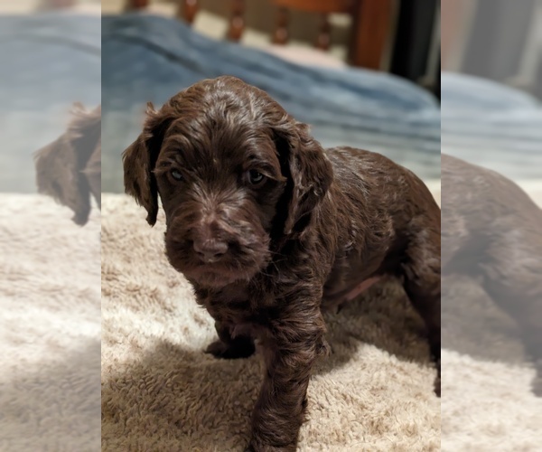Medium Photo #9 Goldendoodle Puppy For Sale in PITTSGROVE, NJ, USA