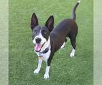 Small #11 Border Collie Mix