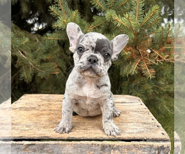 Medium Photo #1 French Bulldog Puppy For Sale in MIDDLEBURY, IN, USA