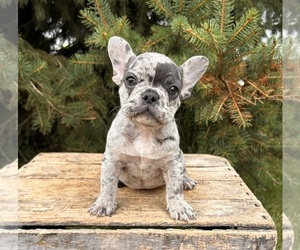 French Bulldog Puppy for sale in MIDDLEBURY, IN, USA