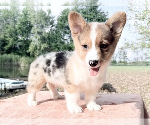 Pembroke Welsh Corgi Puppy for sale in WINCHESTER, OH, USA