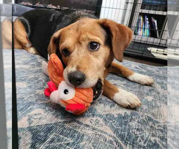 Medium Photo #6 Bagle Hound Puppy For Sale in Kennesaw, GA, USA