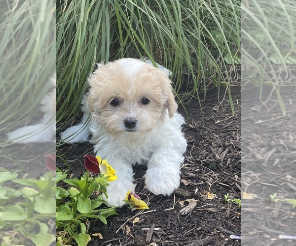 Medium Photo #4 Havanese Puppy For Sale in CANOGA, NY, USA