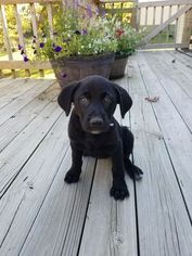 Labrador Retriever-Unknown Mix Puppy for sale in STOVER, MO, USA