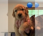 Small Photo #3 Golden Retriever Puppy For Sale in EAST HAMPTON, CT, USA