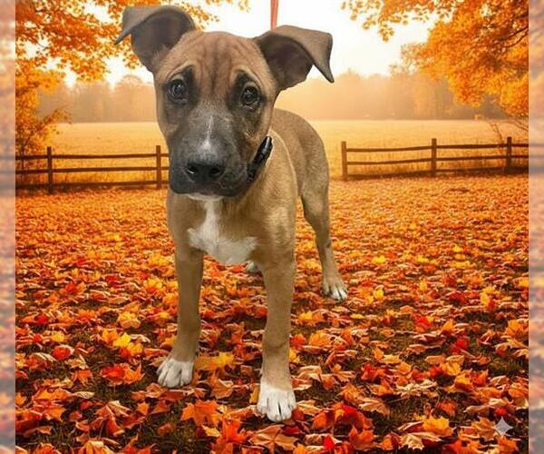 Medium Photo #2 German Shepherd Dog-Unknown Mix Puppy For Sale in HESPERIA, CA, USA