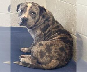 Mutt Dogs for adoption in Rosenberg, TX, USA