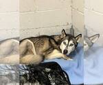 Small #1 Huskies  Mix