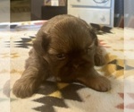 Small #2 Shih Tzu
