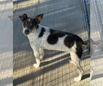 Small #1 Rat Terrier