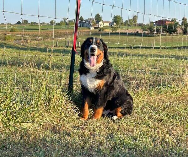 Medium Photo #1 Bernese Mountain Dog Puppy For Sale in KIRKSVILLE, MO, USA