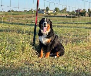 Bernese Mountain Dog Puppy for sale in KIRKSVILLE, MO, USA
