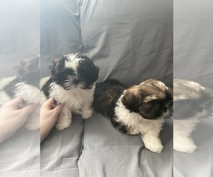 Shih Tzu Puppy for sale in BALTIMORE, MD, USA
