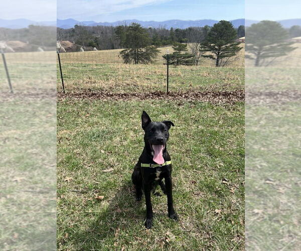 Medium Photo #13 Mutt Puppy For Sale in Candler, NC, USA