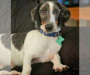 Dachshund Dogs for adoption in Sioux Falls, SD, USA