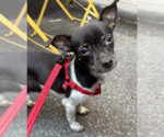 Small #3 Mutt