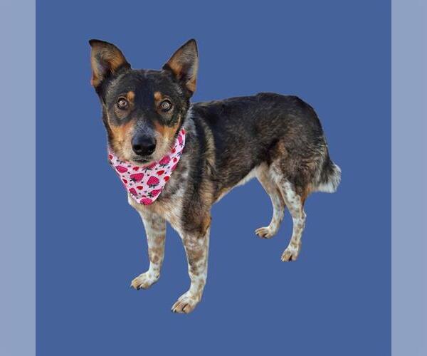 Medium Photo #1 Texas Heeler Puppy For Sale in Bakersfield, CA, USA