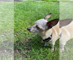 Small #16 Chihuahua Mix