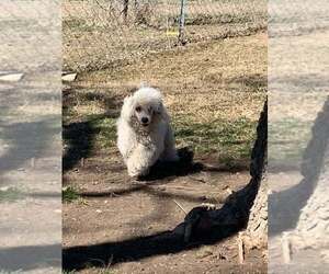 Poodle (Miniature) Puppy for sale in HADDAM, KS, USA