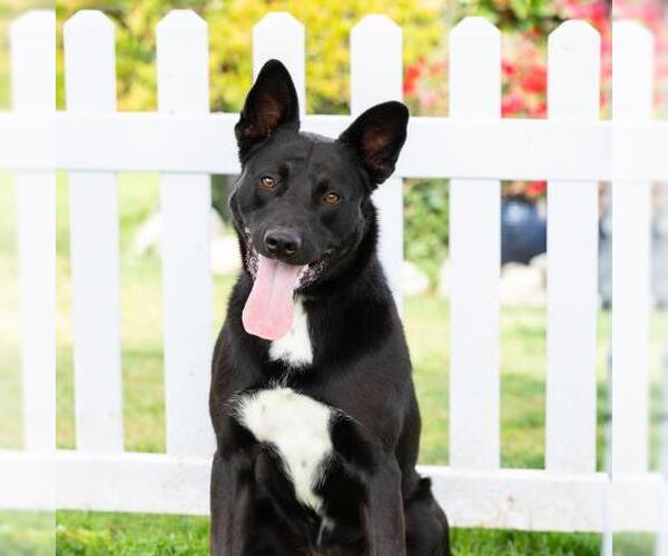 Medium Photo #2 German Shepherd Dog-Unknown Mix Puppy For Sale in Camarillo, CA, USA