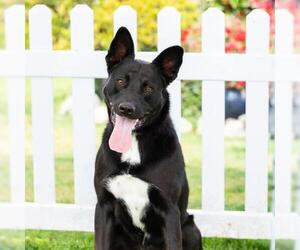 RUBY - Female German Shepherd Dog-Unknown Mix Dog for Adoption - Photo #2