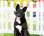 Small #1 German Shepherd Dog Mix