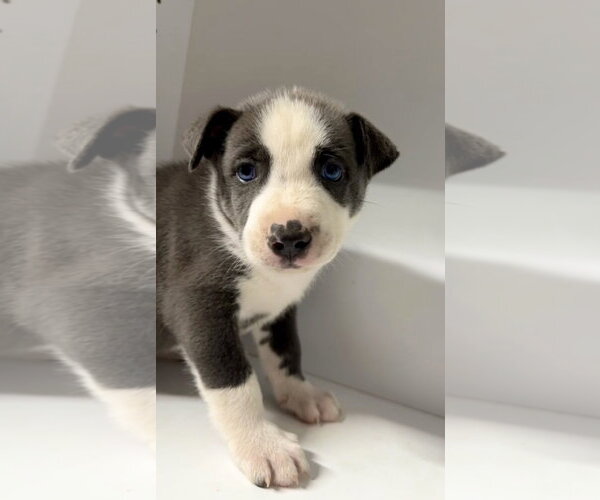 Medium Photo #4 Labrador Retriever-Unknown Mix Puppy For Sale in San Diego, CA, USA
